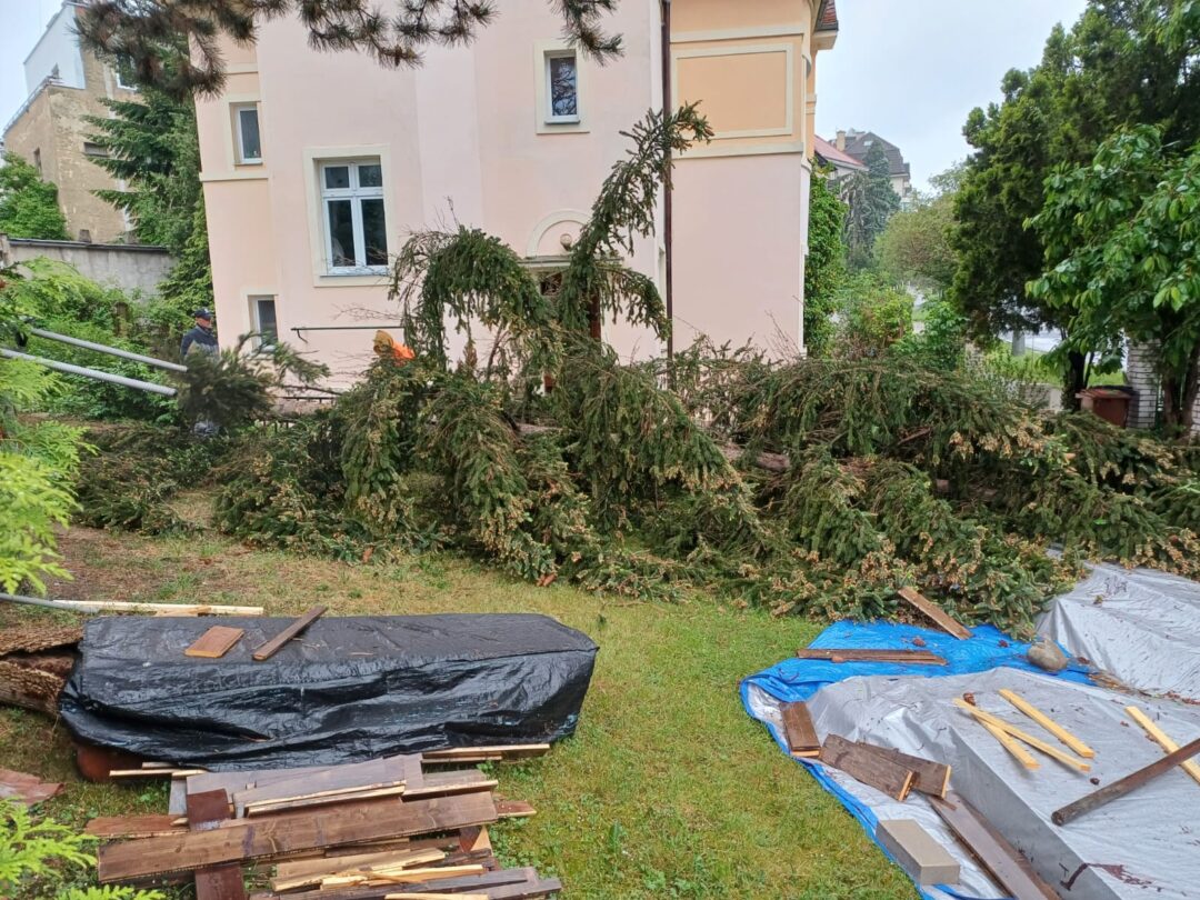 Prořezy, kácení, arboristika