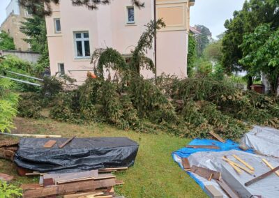 Prořezy, kácení, arboristika